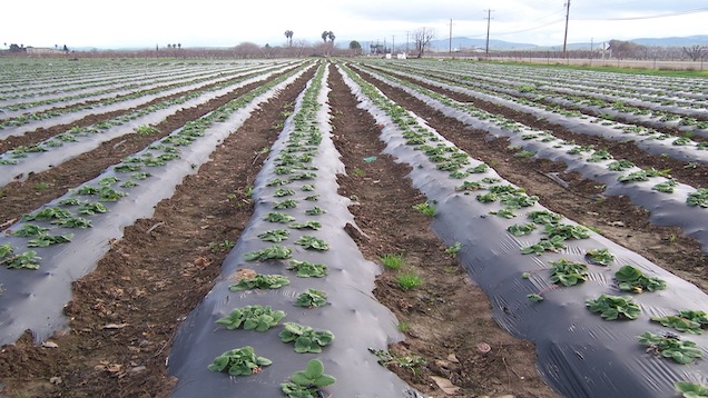 Strawberry Field